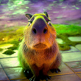 Item sưu tầm 1 Đặc Biệt – Capybara Cool Ngầu